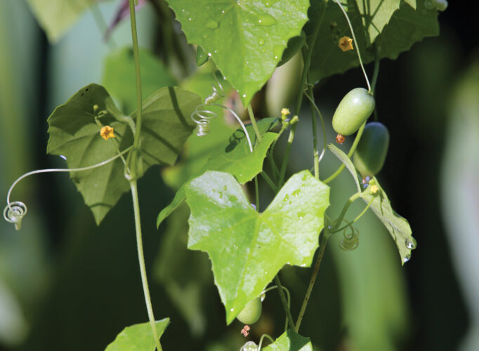 Creeping Cucumber